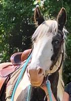 Reitbeteiligung an buntem Friesenmix Barockpinto Gelände Western Nordrhein-Westfalen - Euskirchen Vorschau