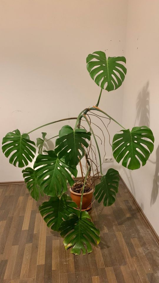 Schöne große Monstera Deliciosa, Höhe 1,75m in Dresden