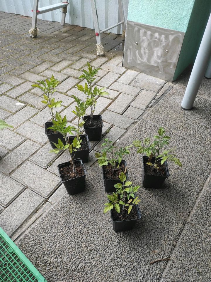 Bio Tomatenjungpflanzen, Freilandtomaten in Dillingen (Saar)
