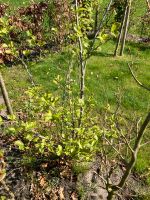 Magnolie Gartenpflanze Pflanze Niedersachsen - Wiefelstede Vorschau