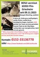 Katze Benji wird vermisst Frankfurt am Main - Ostend Vorschau