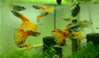 Fisch Guppy Endler Aquarium Leipzig - Schönefeld-Abtnaundorf Vorschau