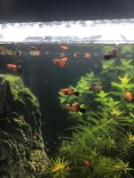 Aquariumfische Guppy und Platy Baden-Württemberg - Reutlingen Vorschau