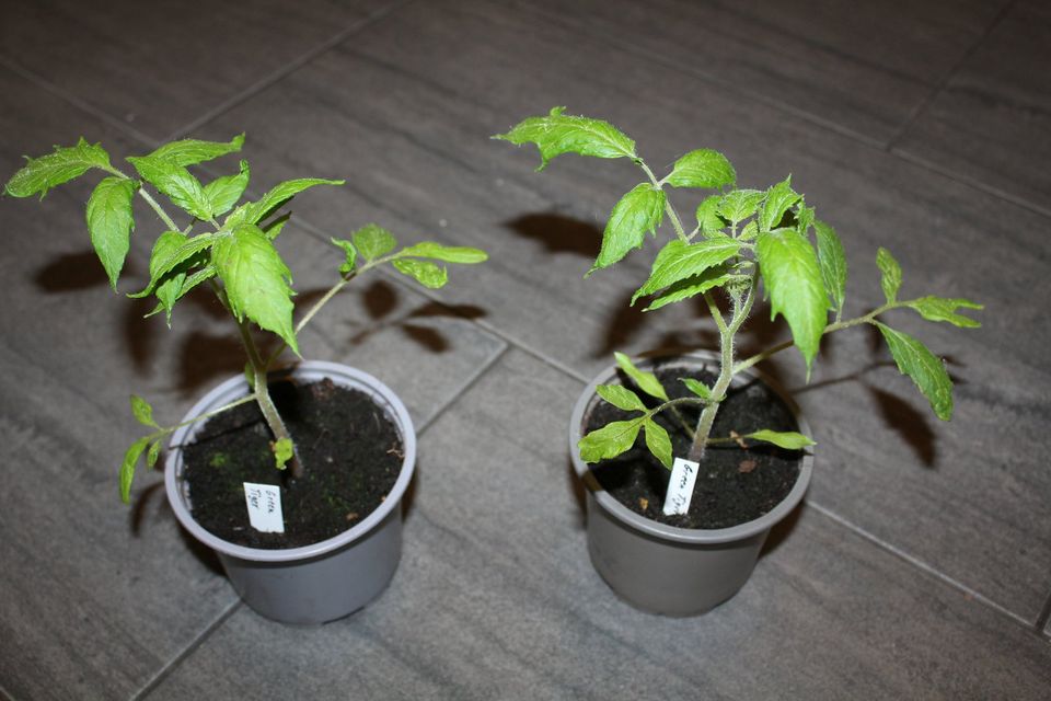 Tomatenpflanzen Artisan Green Tiger in Meppen