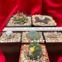 Ariocarpus + Lophophora variegata + Turbinicarpus + Mammillaria Aachen - Aachen-Mitte Vorschau