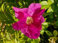 Wildrosen - Sylter Rosen - Rosa rugosa pink und weiß - SALE Schleswig-Holstein - Neuenbrook Vorschau