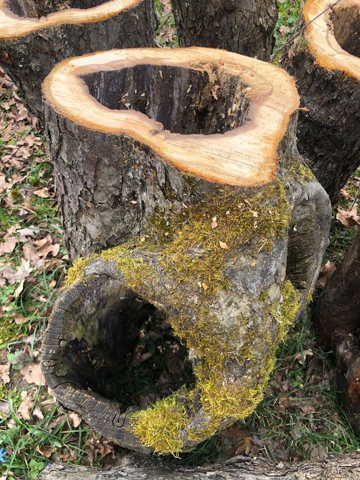 Deko Garten Katzen Baum Höhle Frettchen Baumstamm Terrarium Holz in Blumenthal