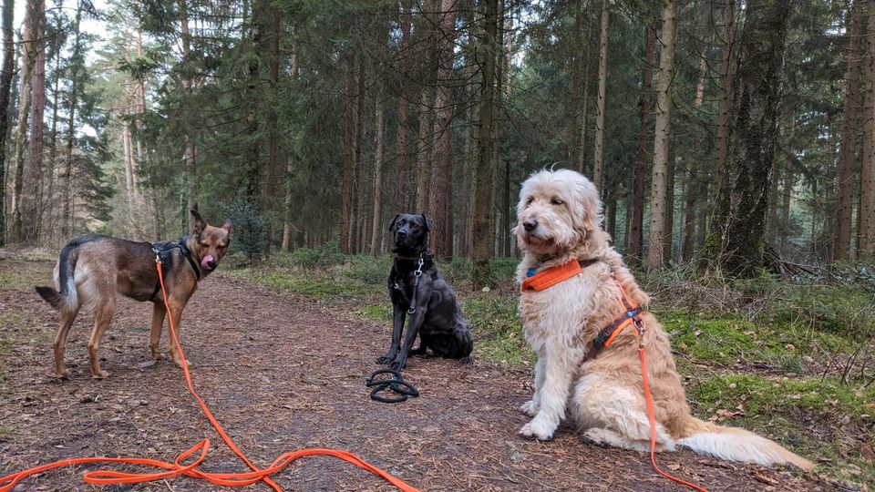 Gassiservice Norderstedt für Deinen glücklichen Hund in Norderstedt