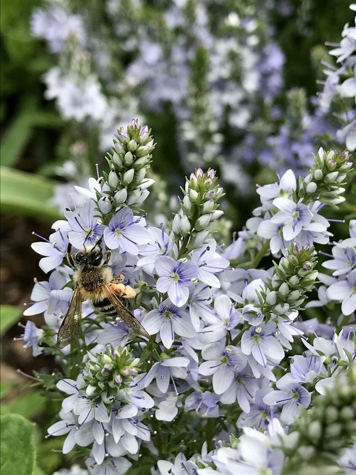 Schmetterlings-, Hummel-, Bienen-, Nützlingsparadies Staudenbeet in Schwenningen