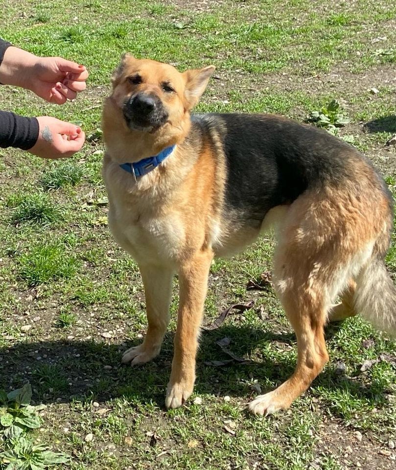 BETSY ca. 2 J. freundl. Schäferhündin, liebe Familienhund in Gelnhausen