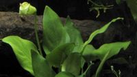 Aquariumpflanze Anubias nana Zwergspeerblatt Leipzig - Altlindenau Vorschau