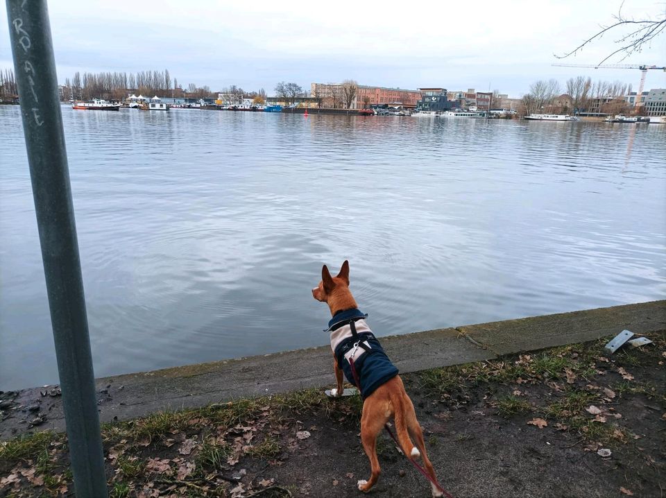 JERR  Podenco Rüde Tierschutz Hund in Berlin