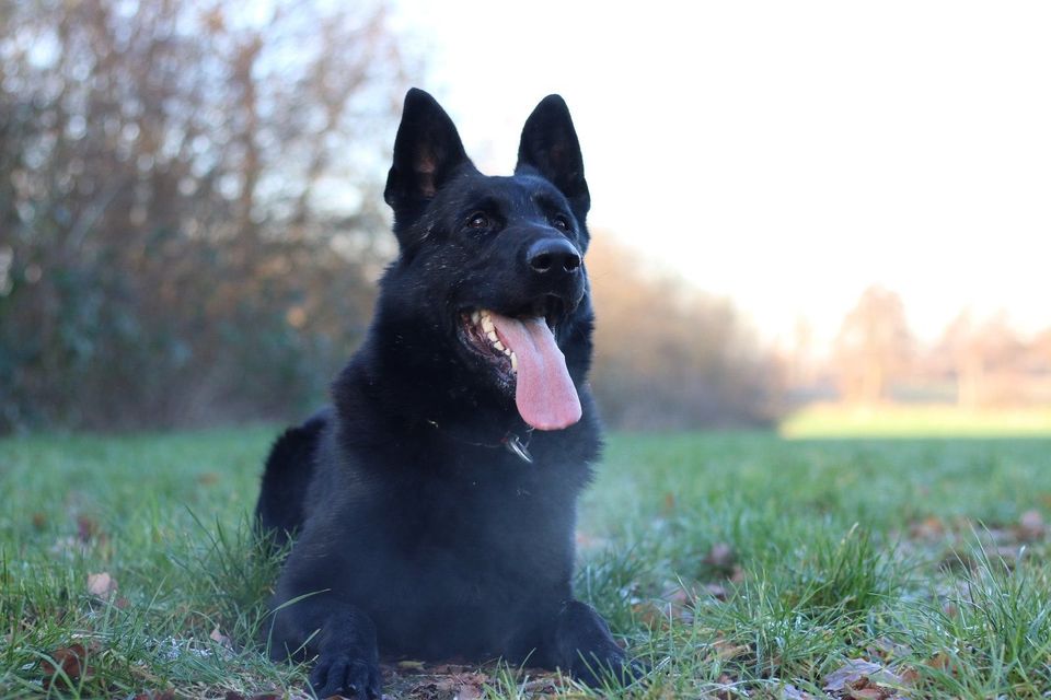 DDR-Linie, Schäferhund mit geradem Rücken in Schneiderkrug