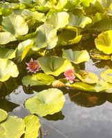 Teichpflanze Seerosen Wasserrose Lotosblumen Lotus Baden-Württemberg - Karlsruhe Vorschau