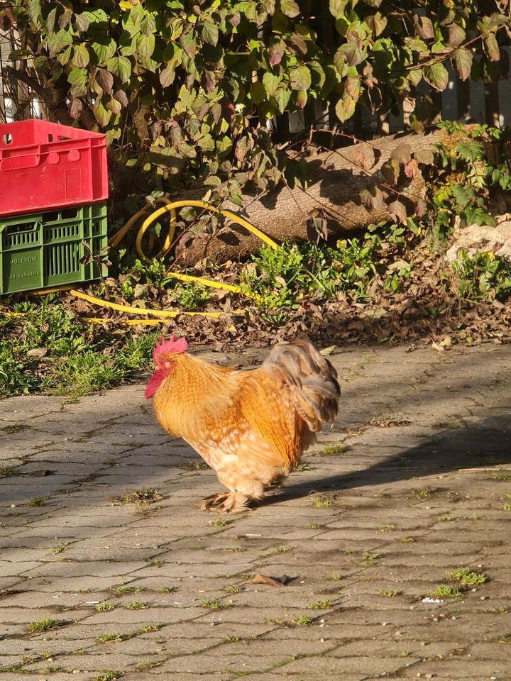 Bio EIER von glücklichen Hühnern Boden Freiland Streichel-haltung in Rudelzhausen