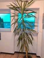 Große Pflanze mit Tontopf und Untersetzter Niedersachsen - Bad Gandersheim Vorschau
