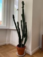Kaktus 165 cm hoch Friedrichshain-Kreuzberg - Kreuzberg Vorschau