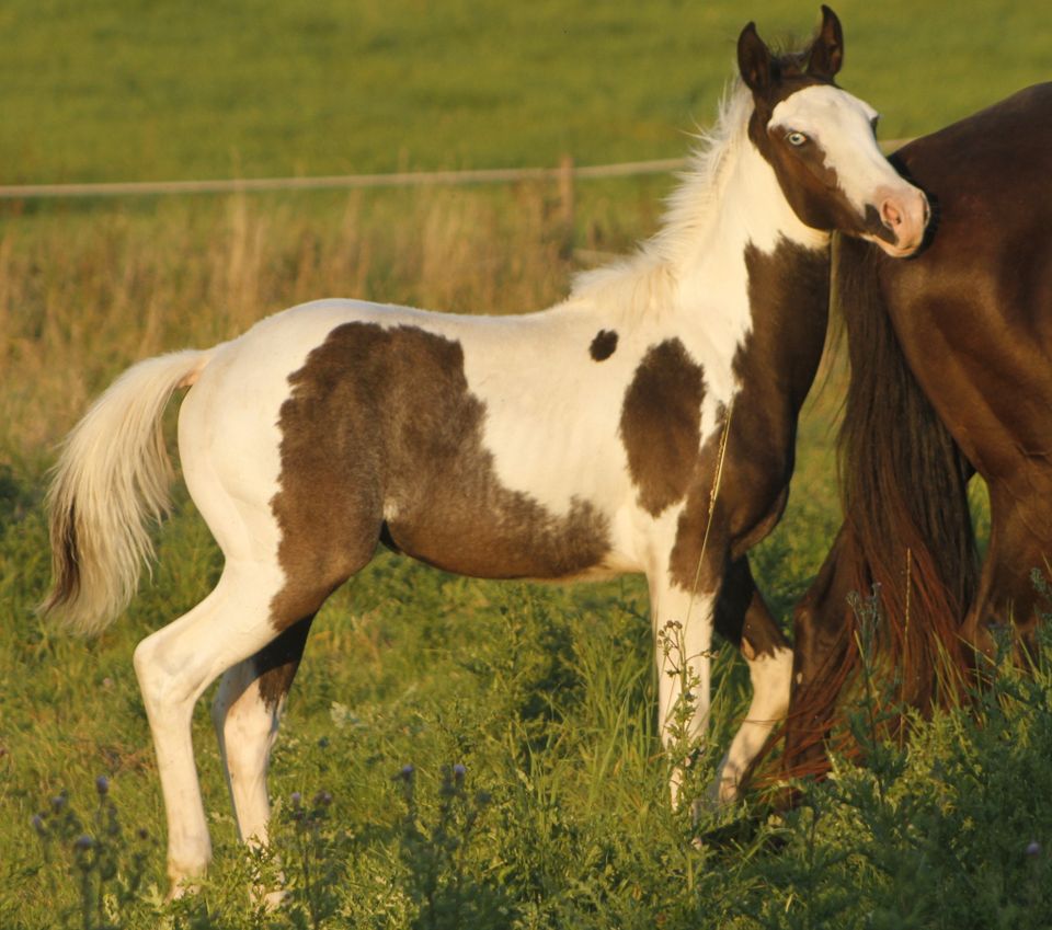 Paint Horse Black Tovero - Black Overo mit blauen Augen in Warburg