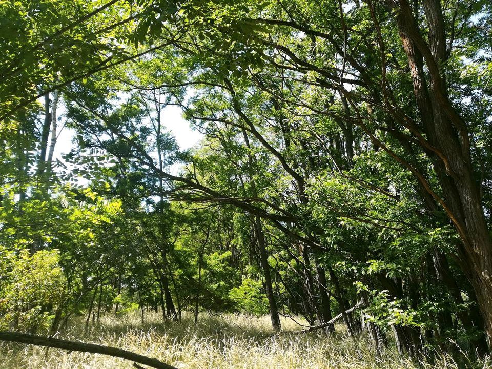 Waldgrundstück, Forstfläche, Waldstück, Feuchtbiotop,6,1 ha in Havelsee