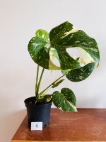 Monstera Variegata Thai Constellation/ Borsigiana Hessen - Hochheim am Main Vorschau