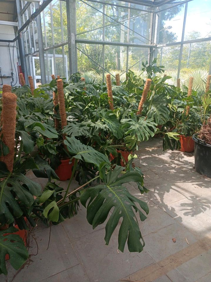 Monstera deliciosa Tauerii 1,3-1,5m Zimmerpflanze in Nordkirchen