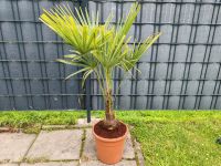 Hanfpalme Palme Trachycarpus Fortunei 130cm Nordrhein-Westfalen - Recklinghausen Vorschau