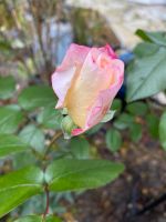 Rose hellgelb rosa Brandenburg - Schöneiche bei Berlin Vorschau