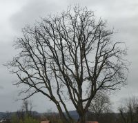 Baumpflege, Rückschnitt, Baumschnitt Baden-Württemberg - Ottenbach Vorschau
