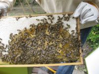 Bienenvölker Carnica auf Zander Nordrhein-Westfalen - Telgte Vorschau
