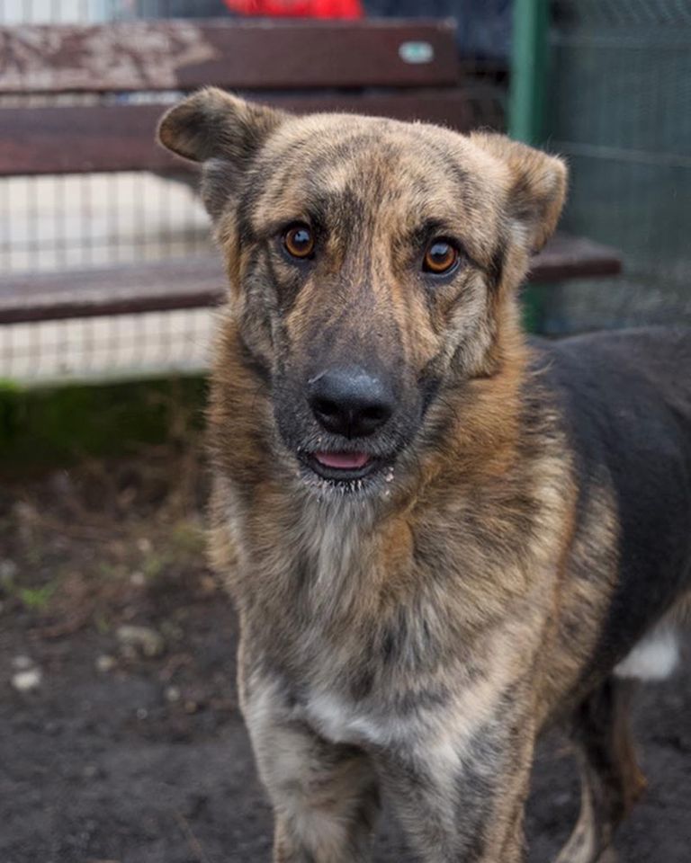 Schäferhund Mischling Gellu: sucht sein Zuhause zum Glücklichsein in Kenzingen