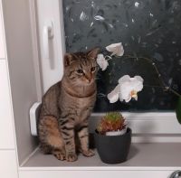 Kater Simba vermisst Bayern - Tussenhausen Vorschau