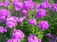 Flammenblume - BIO Phlox  - Winterharte Stauden - Nordrhein-Westfalen - Oberhausen Vorschau