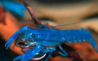 Cherax Destructor Yabbie Nachwuchs Pärchen Niedersachsen - Loxstedt Vorschau