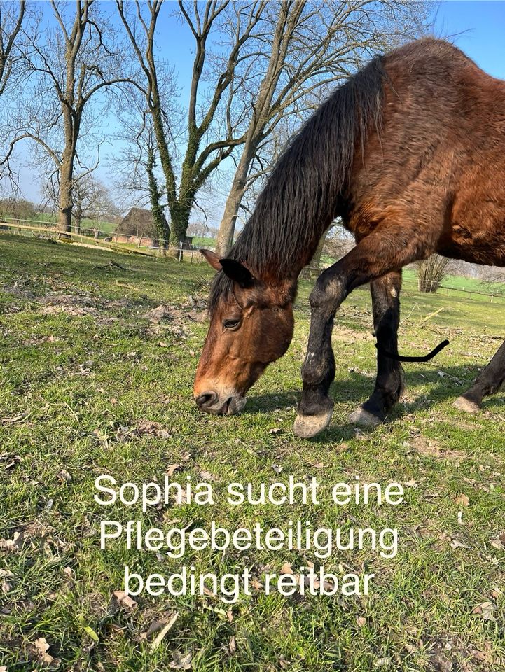 Pferde und Ponys suchen Dich in Rümpel