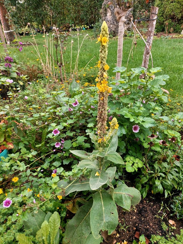 Gelbe Königskerze (Verbascum) Jungpflanzen in Neresheim