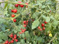 Cherry Tomatensamen - Samen - Bio - für 20 Pflanzen Brandenburg - Altlandsberg Vorschau