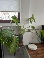 Monstera Pfla Dortmund - Innenstadt-Ost Vorschau