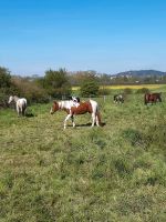 Biete Reitbeteiligung im Gelände in Gießen-Wieseck Hessen - Gießen Vorschau