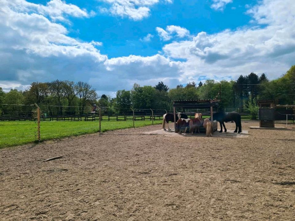 Ponyparadies hat Platz frei / Offenstall / Allergikergeeignet in Bottrop
