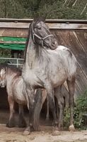 Rocky Mountain Appaloosa Paso Fino Stute Bayern - Arnbruck Vorschau