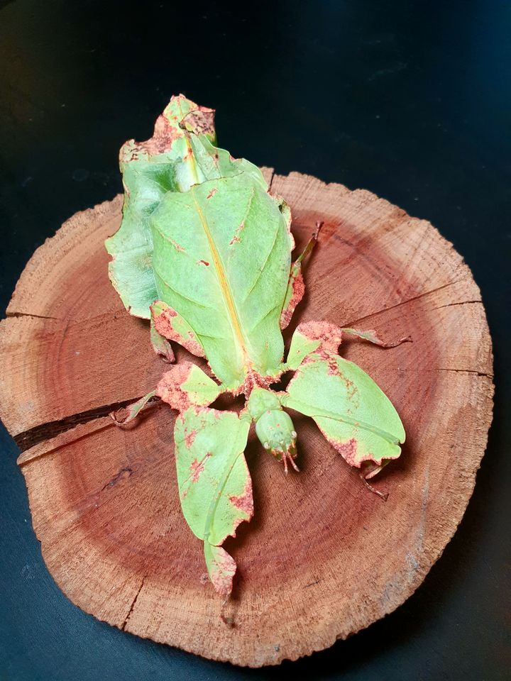 10x Eier - Pulchriphyllium giganteum; Wandelndes Blatt (Phyllium) in Berlin