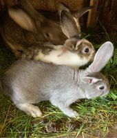 Junge Hasen Kaninchen Thüringen - Römhild Vorschau