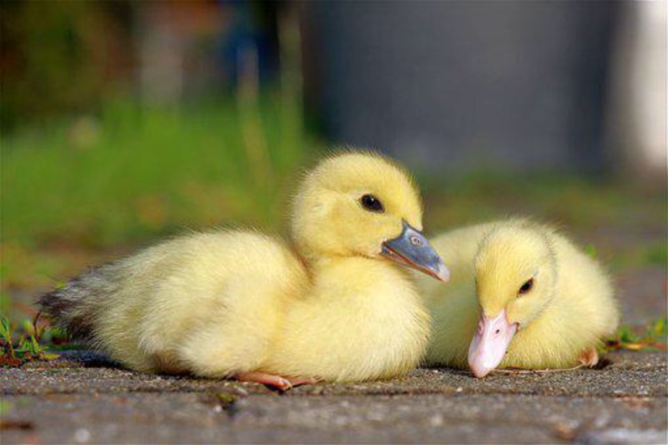 Ente mit Küken in Ladbergen