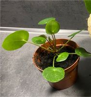 Pilea Peperomioides sugar im Topf Münster (Westfalen) - Gremmendorf Vorschau