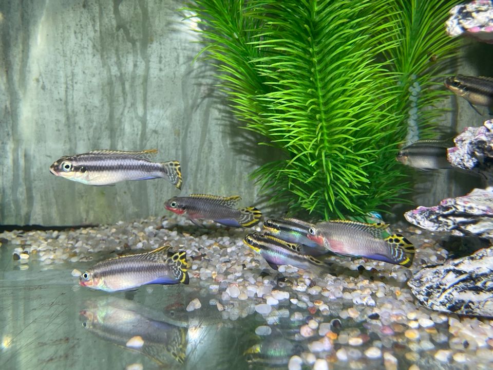 Smaragdprachtbarsch   Pelvicachromis taeniatus Nigeria red 10,90€ in Rangendingen