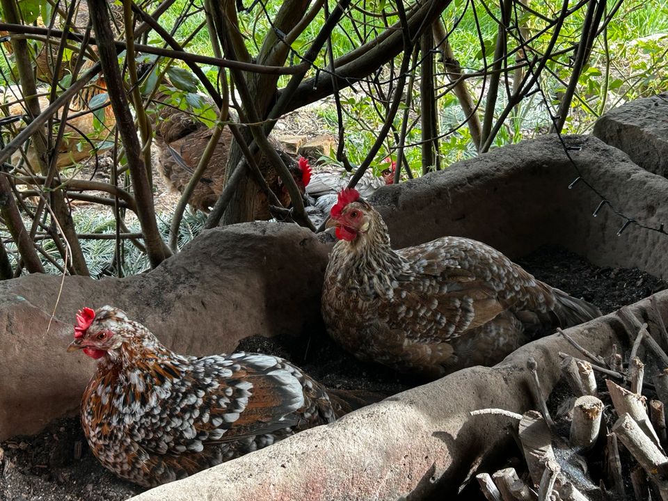 Bruteier: Isländisches Landnahmehuhn in Mudau