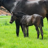 Quarter Horse AQHA Hengst Bay Roan Pleasure, Hunter, Allround Sachsen-Anhalt - Schinne Vorschau