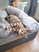 Katzen dringend abzugeben Thüringen - Gera Vorschau