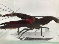 Roter Papuakrebs - Cherax boesemani XXL (Cherax Red Brick) 15cm Bayern - Grub a. Forst Vorschau