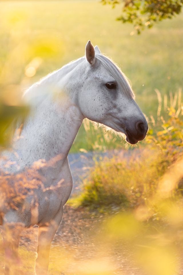 Tierfotografie - Pferdefotografie in Bad Berleburg